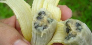 Colombia Declares State of Emergency Over TR4 Fungus In Banana Plantations