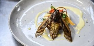 Food of the future? Five-star edible insects served up as Thailand gets creative with bug business