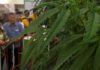 Thailand unveils first batch of medical marijuana for hospital distribution