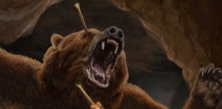 Extinction: Humans played big role in demise of the cave bear
