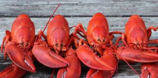 Why Do Lobsters Turn Red When They’re Cooked?