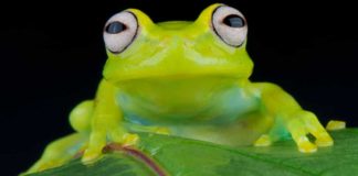 World’s nations gather to tackle wildlife extinction crisis