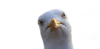 Stare at Seagulls and They’ll Leave Your Food Alone