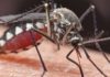 People v mosquitos: what to do about our biggest killer