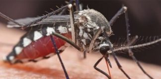 People v mosquitos: what to do about our biggest killer