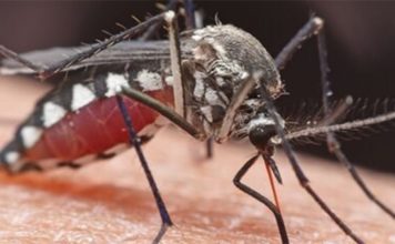 People v mosquitos: what to do about our biggest killer People v mosquitos: what to do about our biggest killer