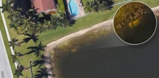 Florida Man Discovers Decades-Old Human Body Using Google Earth