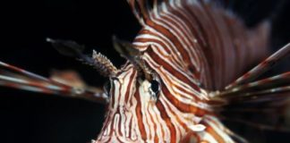 The Voracious and Invasive Lionfish Is Taking Over the Atlantic. Here’s Why.