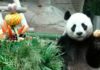 Outrage in China as giant panda on loan to Thailand zoo dies