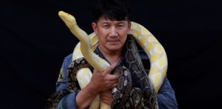 Saving humans and beasts: Firefighter Pinyo Pukpinyo is also Bangkok’s top snake catcher