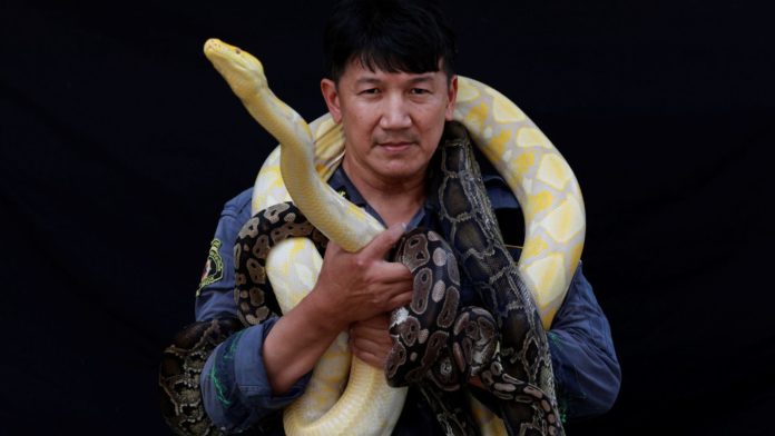 thai snake catcher