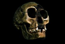 Why Humans’ Extinct ‘Hobbit’ Relatives Were So Small