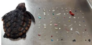 Depressing Image Shows Dead Baby Sea Turtle Found with 104 Pieces of Plastic in Its Belly