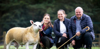 World’s most expensive sheep sold more than £350,000