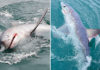 Fisherman catches record-breaking 7ft ‘monster’ shark