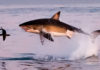 Heart-stopping moment great white shark leaps out of the sea