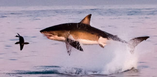 Heart-stopping moment great white shark leaps out of the sea