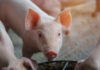 Are pigs the future of organ transplants?