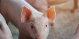 Are pigs the future of organ transplants?