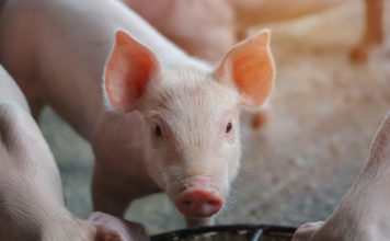 Are pigs the future of organ transplants?