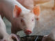 Are pigs the future of organ transplants?