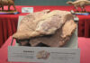 First Dinosaur Fossils Discovered in Hong Kong