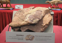 First Dinosaur Fossils Discovered in Hong Kong