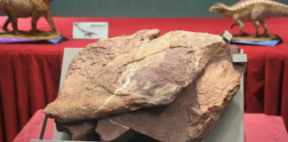 First Dinosaur Fossils Discovered in Hong Kong
