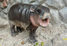 Zoo logs over 30k visitors