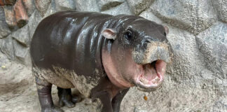 Zoo logs over 30k visitors