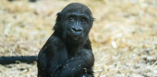 Gorilla at Calgary Zoo Dies Due to Mistaken Door Activation